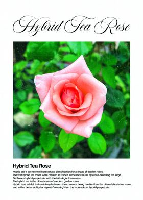 Hybrid Tea Rose