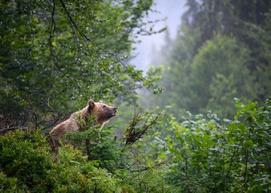 Brown Bear in Forest