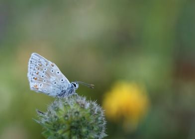 Blue Butterfly on Flower