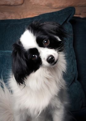 Cute Black and White Dog