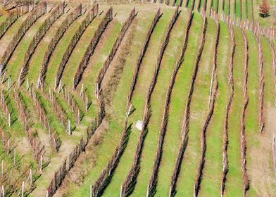 Vineyard Rows in Langhe