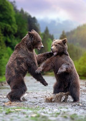 Two Grizzly Bears Fighting