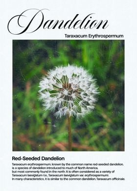 Red-Seeded Dandelion