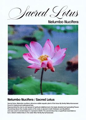 Sacred Lotus Flower