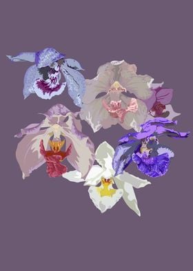 Aganisia orchids