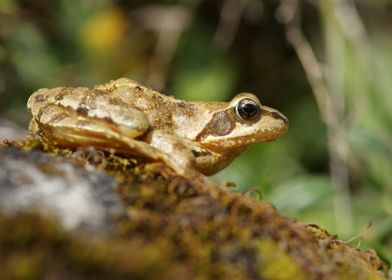 Frog on Mossy Rock