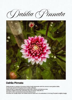 Dahlia Pinnata Flower