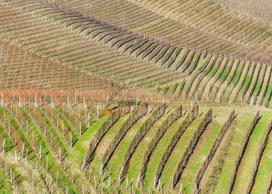 Langhe Vineyard Landscape