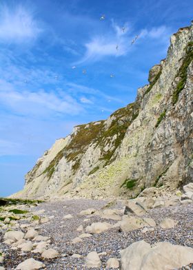 White Cliffs and Seagulls