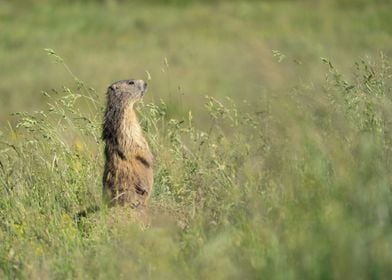 Marmot in Grass