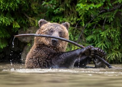 Brown Bear Playing in Water