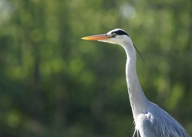 Grey Heron Portrait