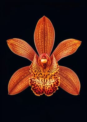 Orange Orchid Flower