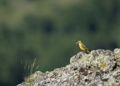 Yellow Bird on Rock