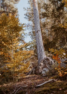 Autumn Forest Tree