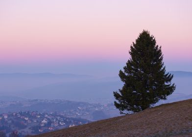 A Lonely Tree at a Pink Dawn