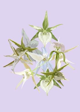 Angraecum orchids