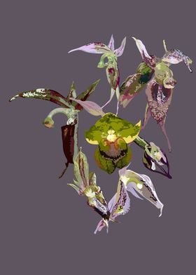 Acianthus orchids