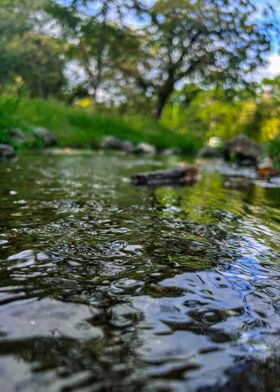 Tranquil Stream in Forest