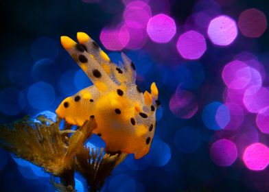 Pikachu-Nudibranch Bubble Bokeh