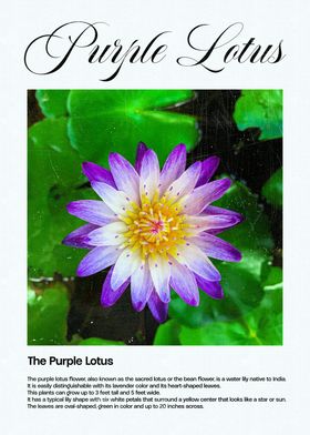 Purple Lotus Flower