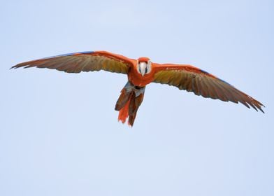 Scarlet Macaw in Flight