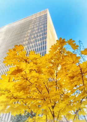 Autumn Leaves and Skyscraper