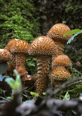 Mushrooms in Forest