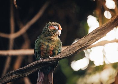 Green Parrot