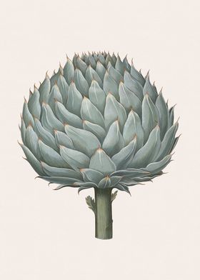 Artichoke Illustration