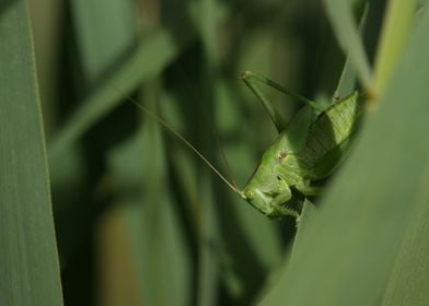 Green Grasshopper on Leaf