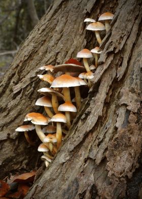 Mushrooms on Tree Trunk