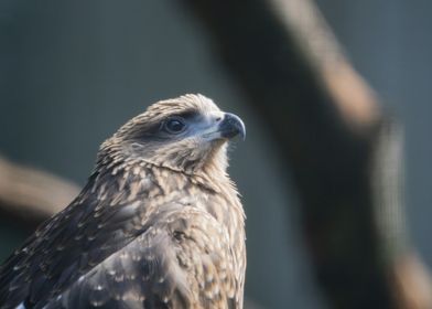 Black Kite Close-Up