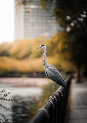 Grey Heron on Railing