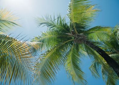 Caribbean Paradise Palms 2