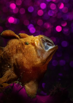 Yawning Frogfish Bubble Bokeh