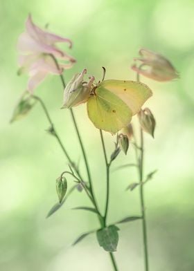 Butterfly on Flowers