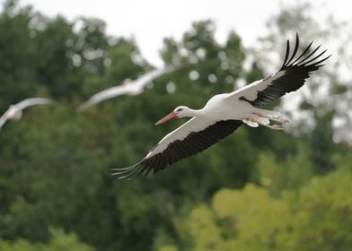 White Stork in Flight