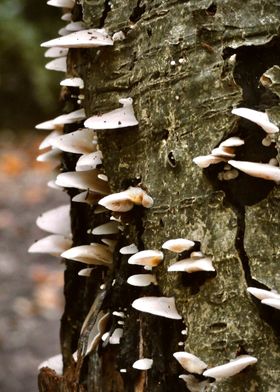 Mushrooms on Tree Bark