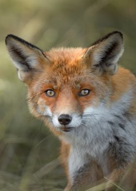 Red Fox Portrait