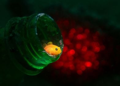 Clown Goby in a Bottle