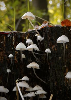 Mushrooms on Tree Stump