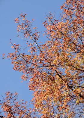 Orange Autumn Leaves Against Blue Sky