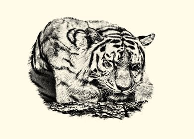 Tiger Pencil Drawing