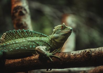 Green Lizard on Branch