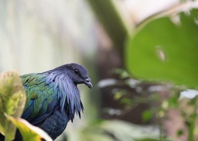 Blue and Green Pigeon