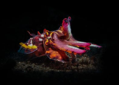 Flamboyant Cuttlefish