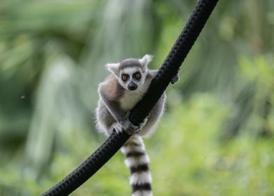 Lemur on Rope