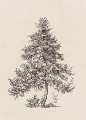 Larch Tree Illustration