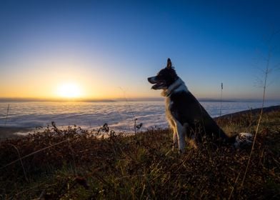 Dog Watching Sunrise